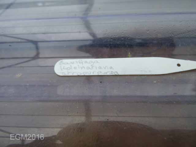Saxifrage cuttings 005.jpg