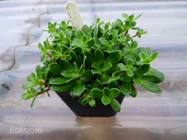 Saxifrage cuttings 007.jpg