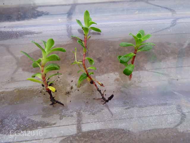 Saxifrage cuttings 008.jpg