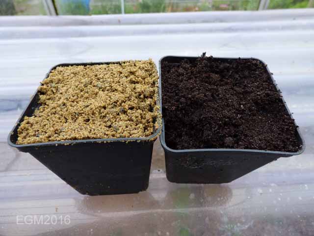 Saxifrage cuttings 009.jpg