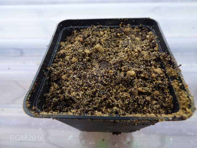 Saxifrage cuttings 010.jpg