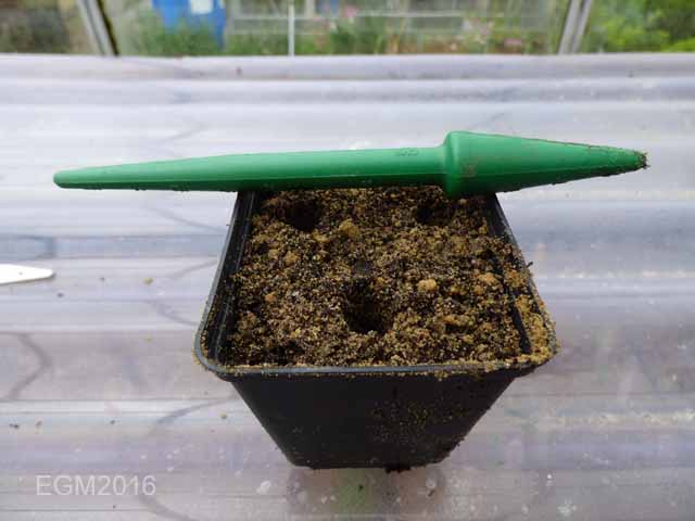 Saxifrage cuttings 012.jpg