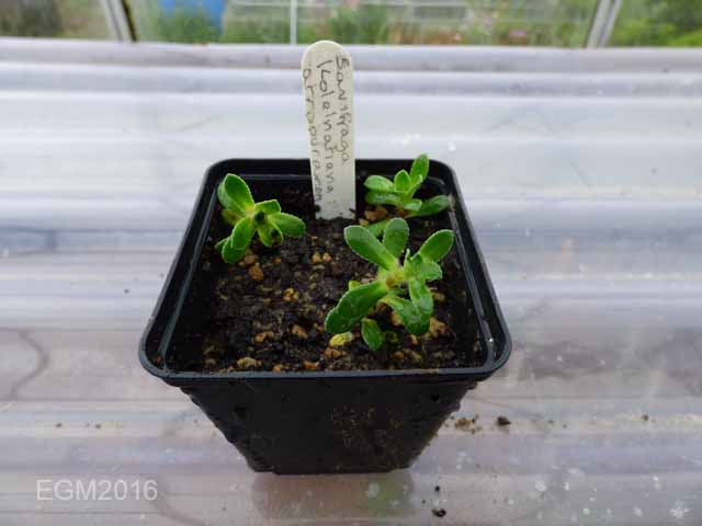 Saxifrage cuttings 015.jpg