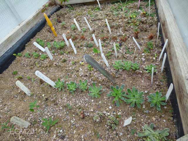 Saxifrage cuttings 016.jpg