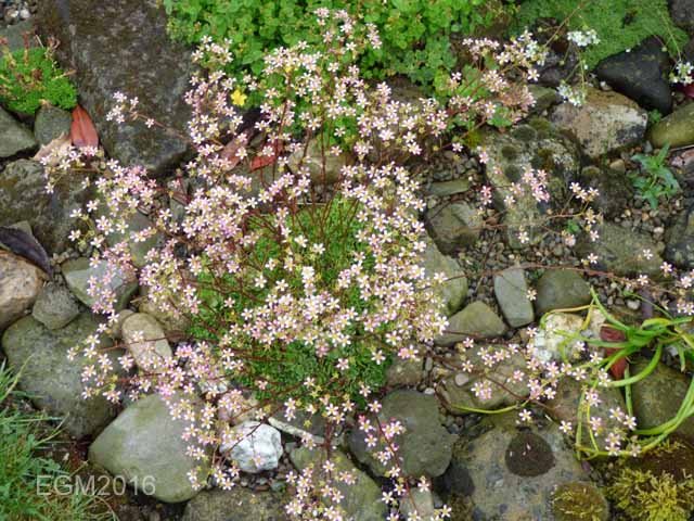 Saxifrage cuttings 017.jpg