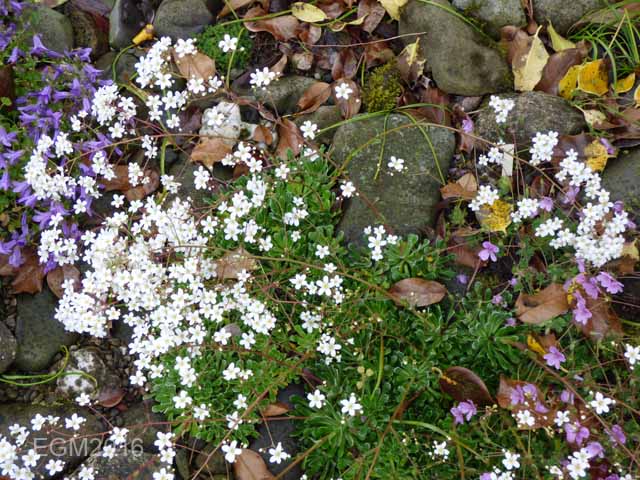 Saxifrage cuttings 018.jpg