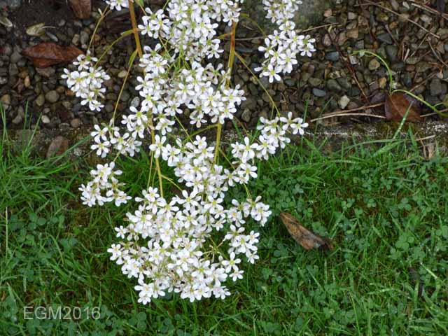 Saxifrage cuttings 019.jpg