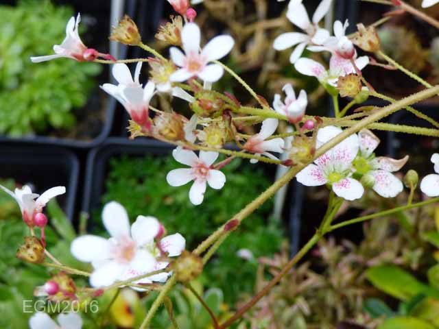 Saxifrage cuttings 021.jpg