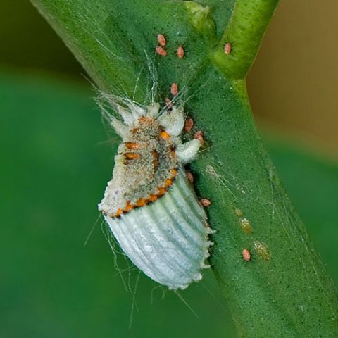 Scale_insect.jpg