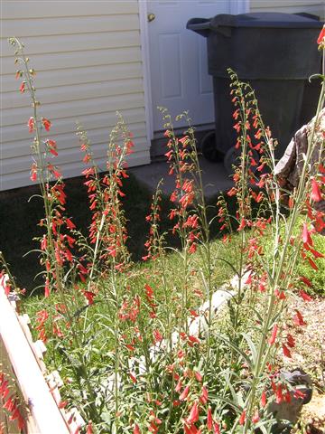 Scarlet Buglar planted fpr humming birds (Small).JPG