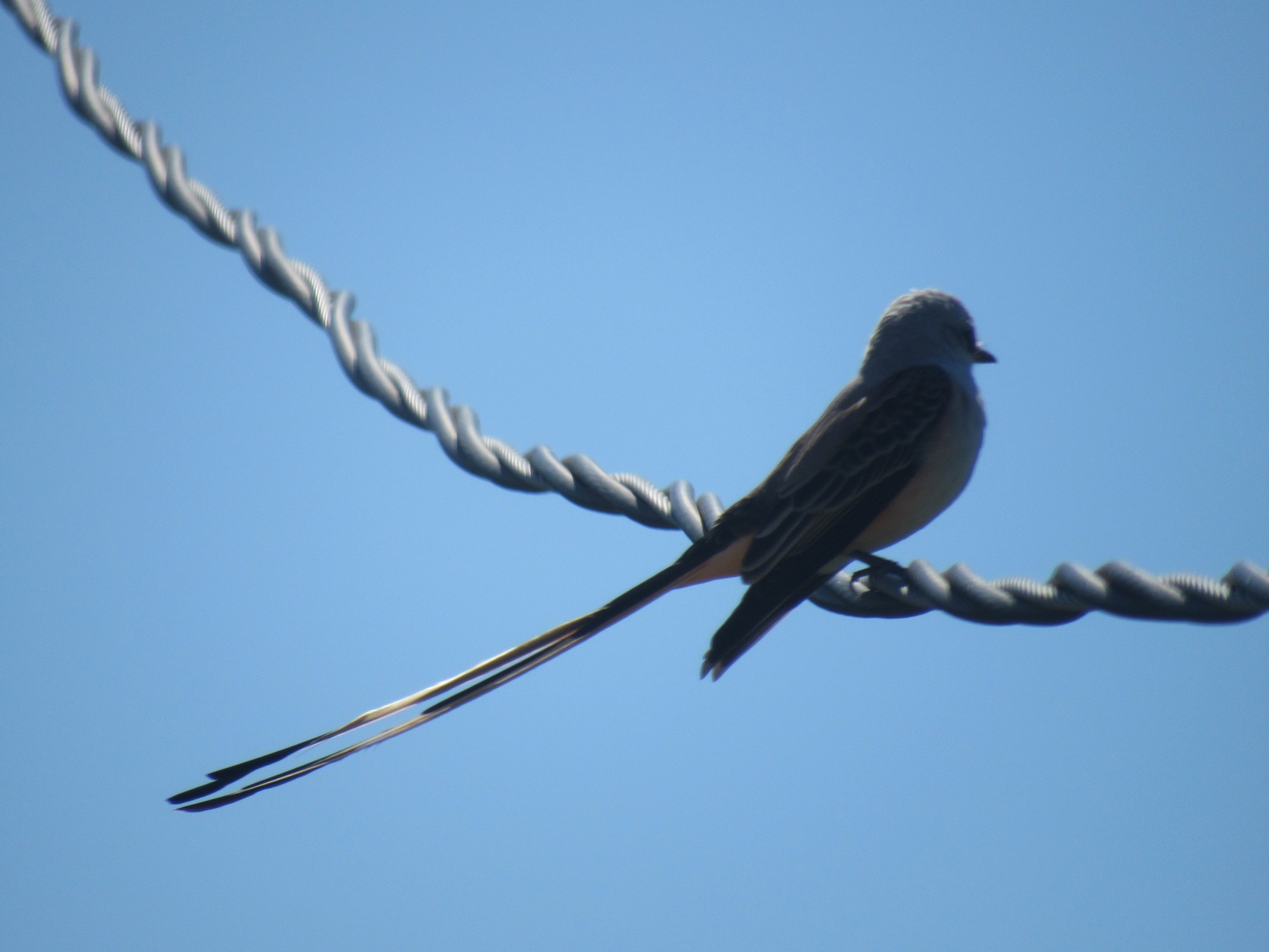 Scissortail flycatcher c.jpg