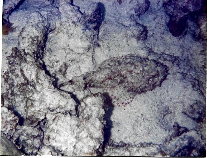 Scorpionfish.jpg