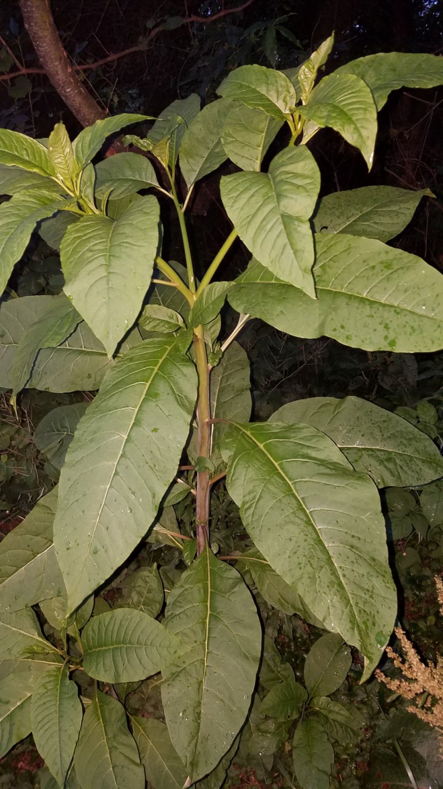 Screenshot_20190610-210543_Drive.jpg