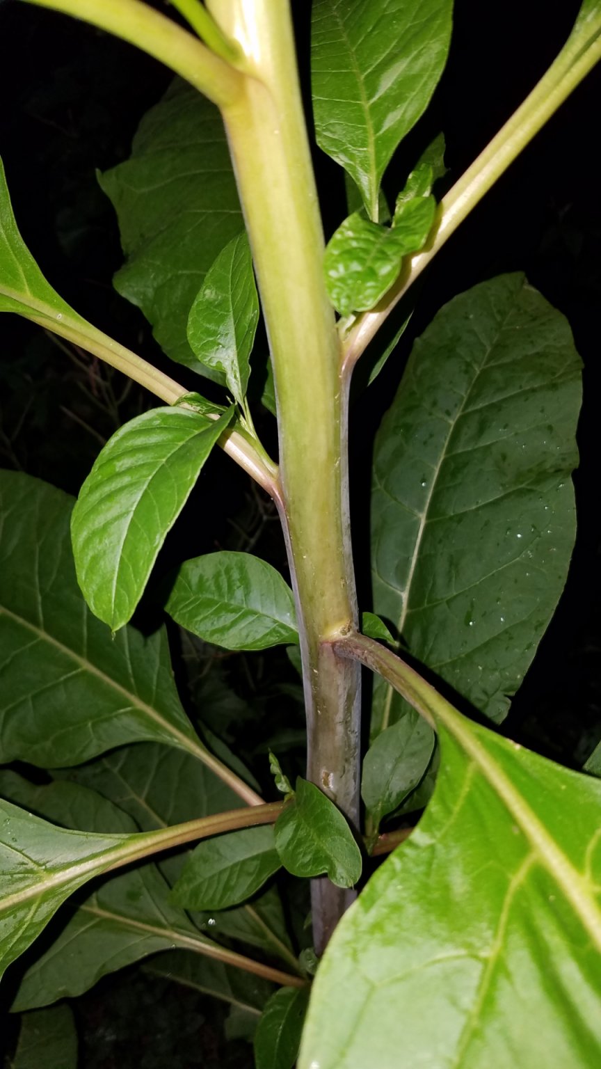 Screenshot_20190610-210620_Gallery.jpg
