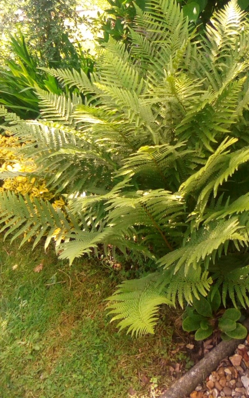 Screenshot_20240526-171139.jpg