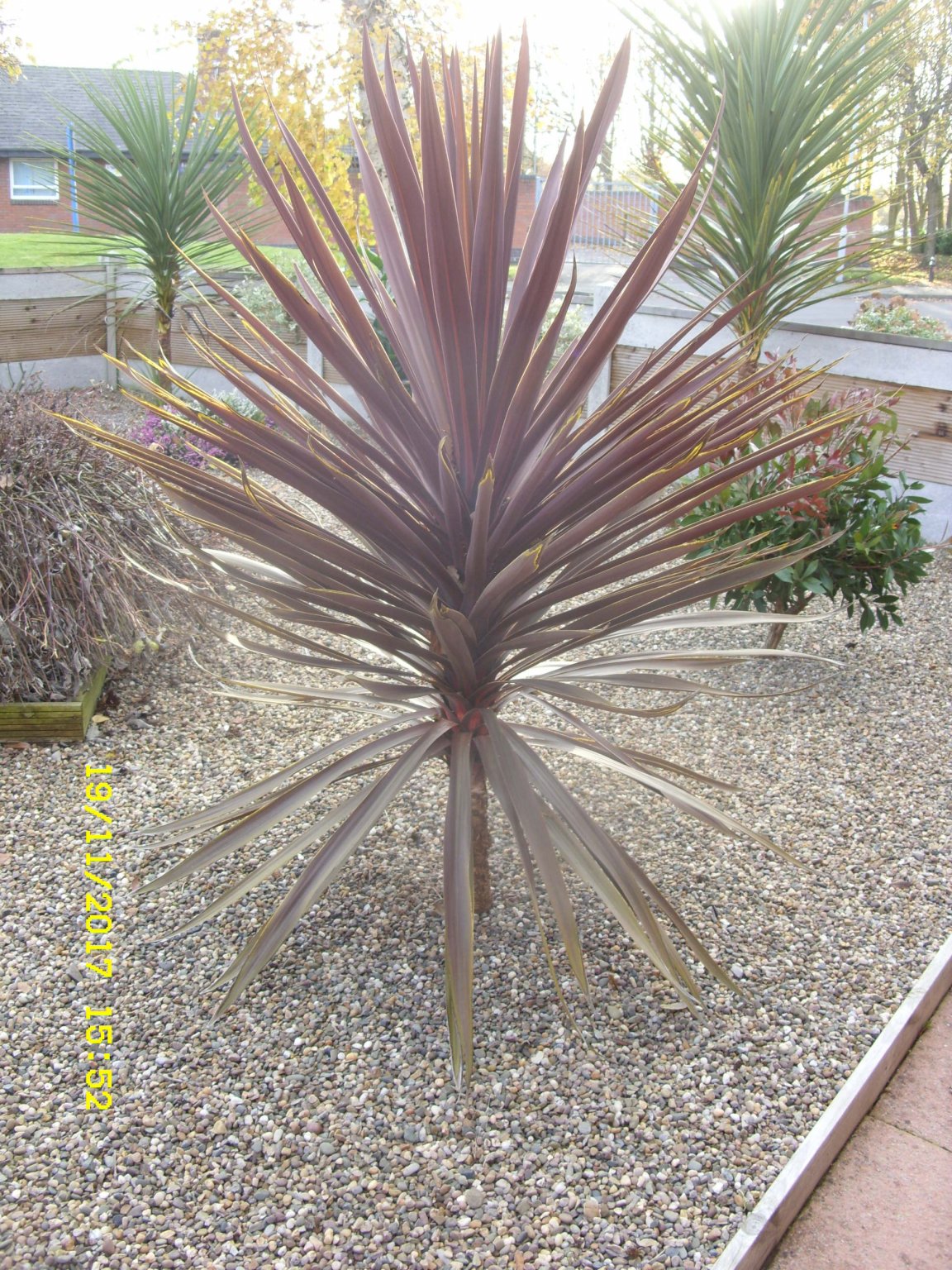 SDC13199.JPG