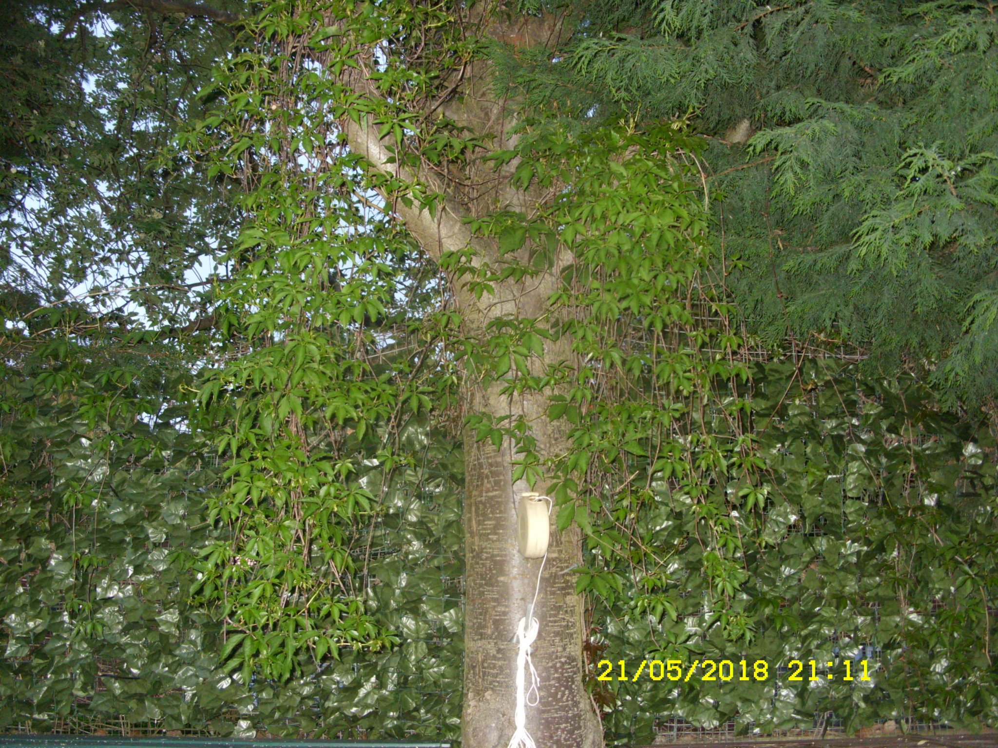 SDC14982.JPG