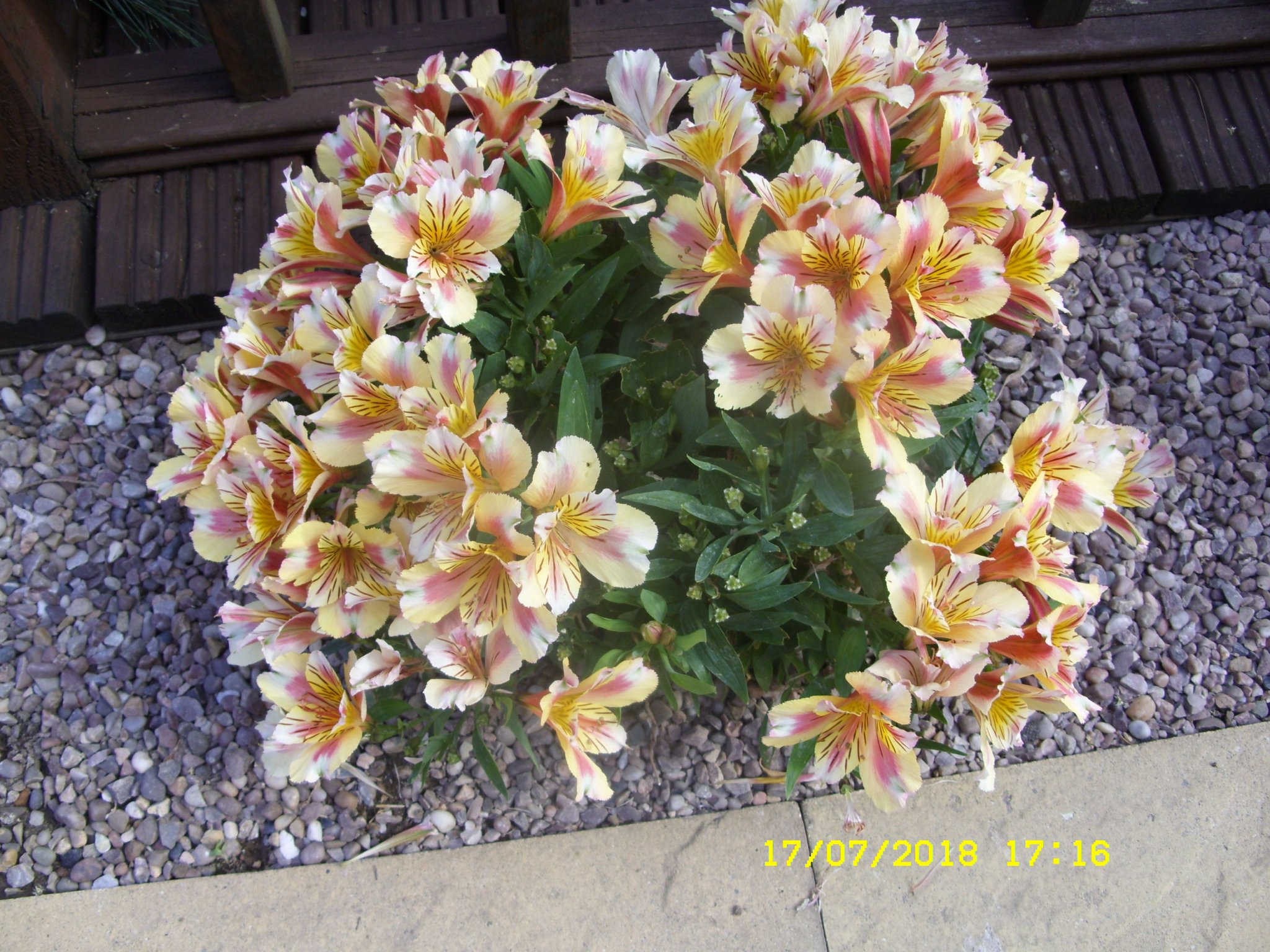 SDC16386.JPG