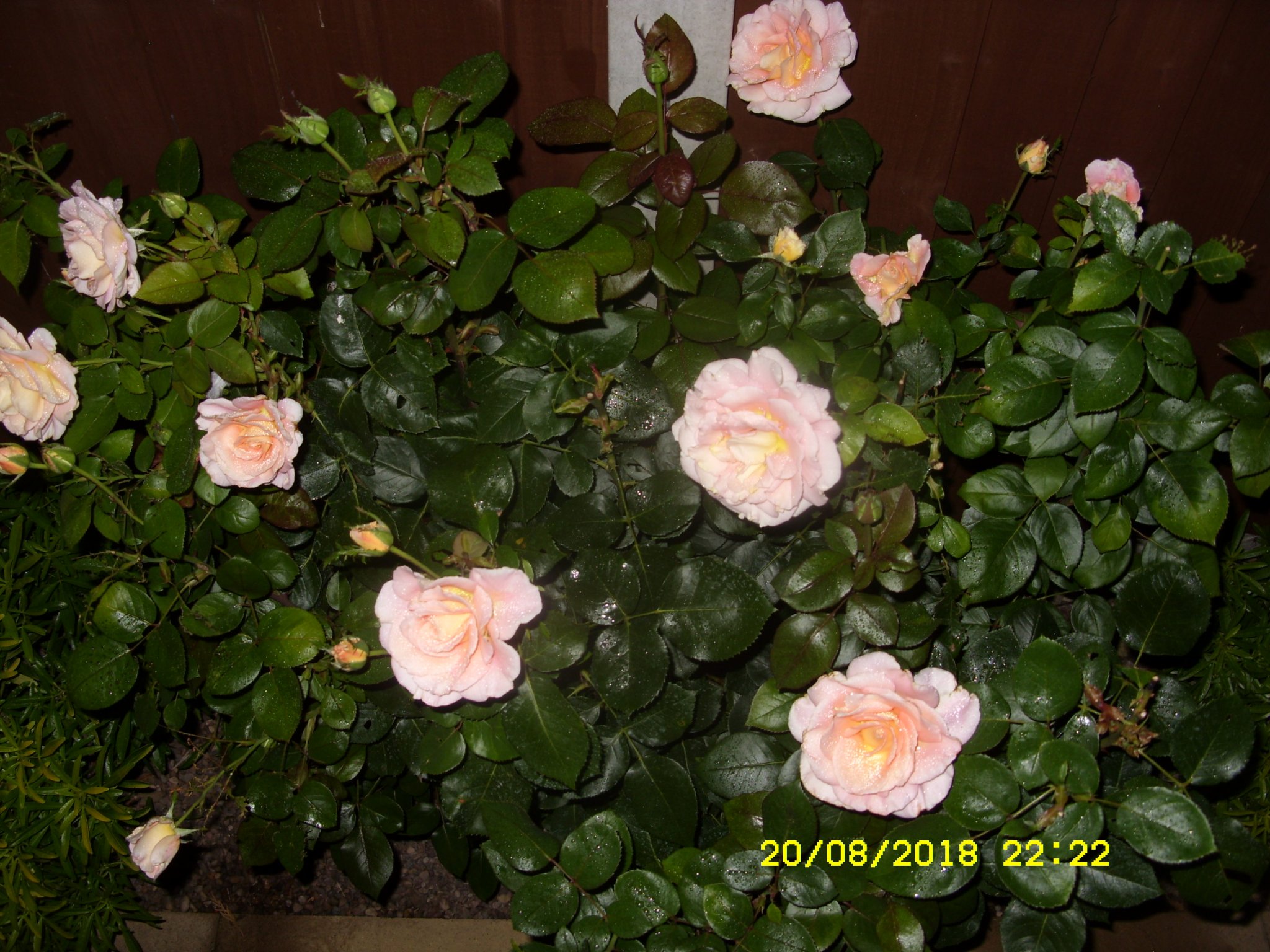 SDC16887.JPG