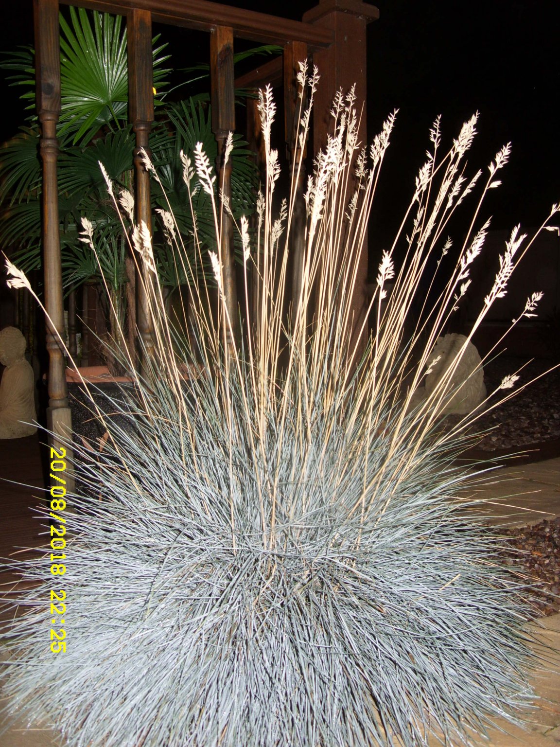 SDC16902.JPG