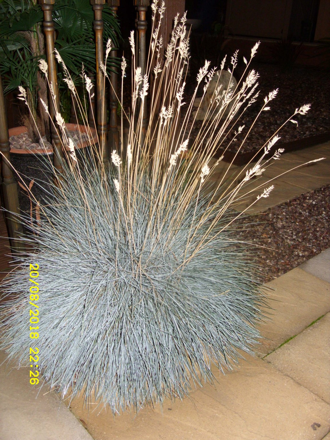 SDC16903.JPG