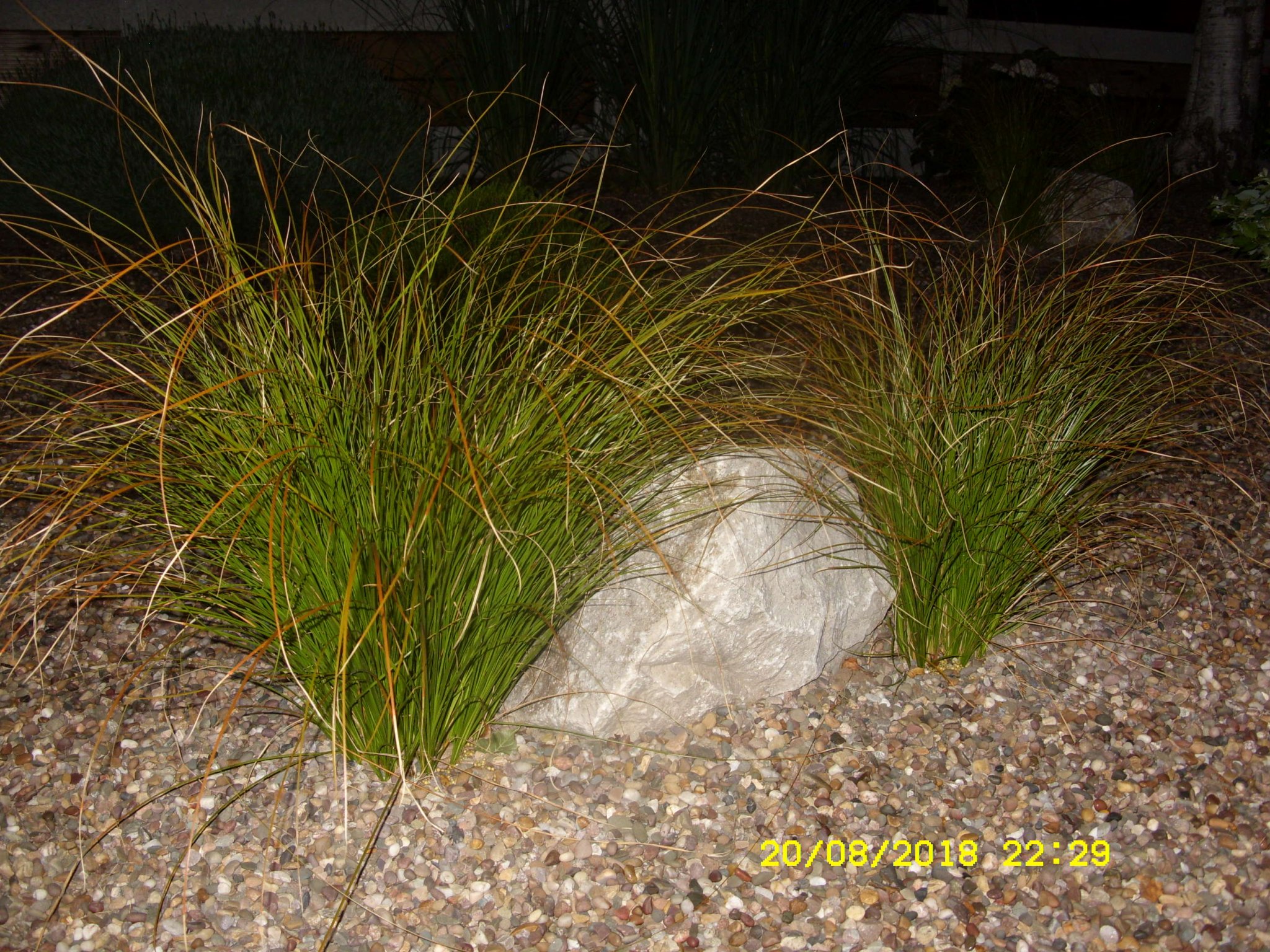 SDC16914.JPG