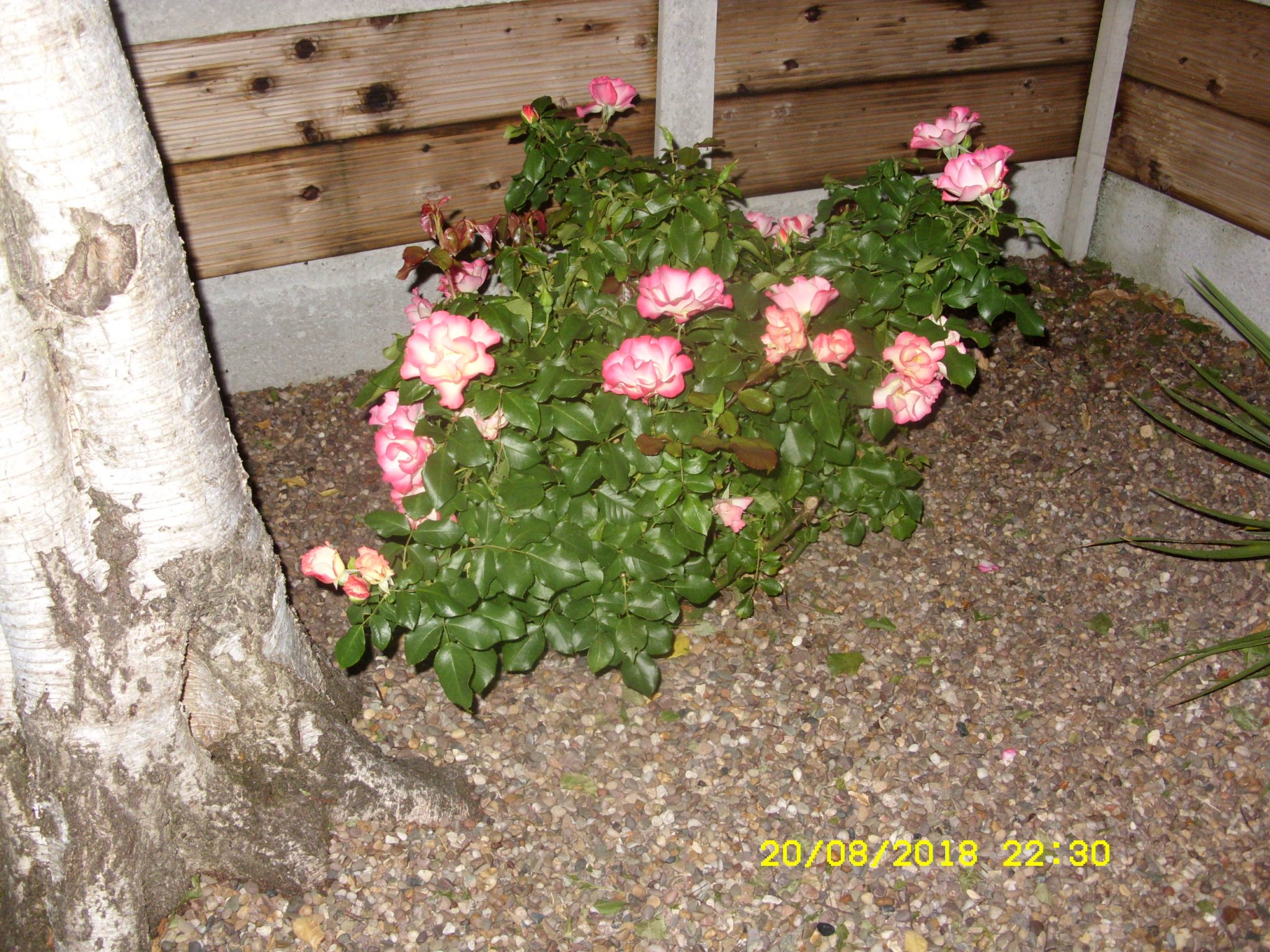 SDC16918.JPG
