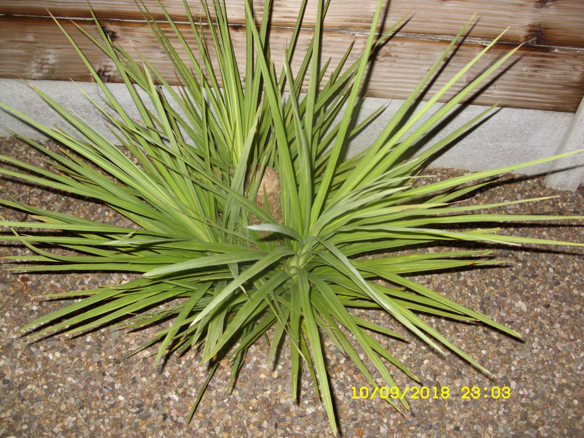 SDC17202.JPG