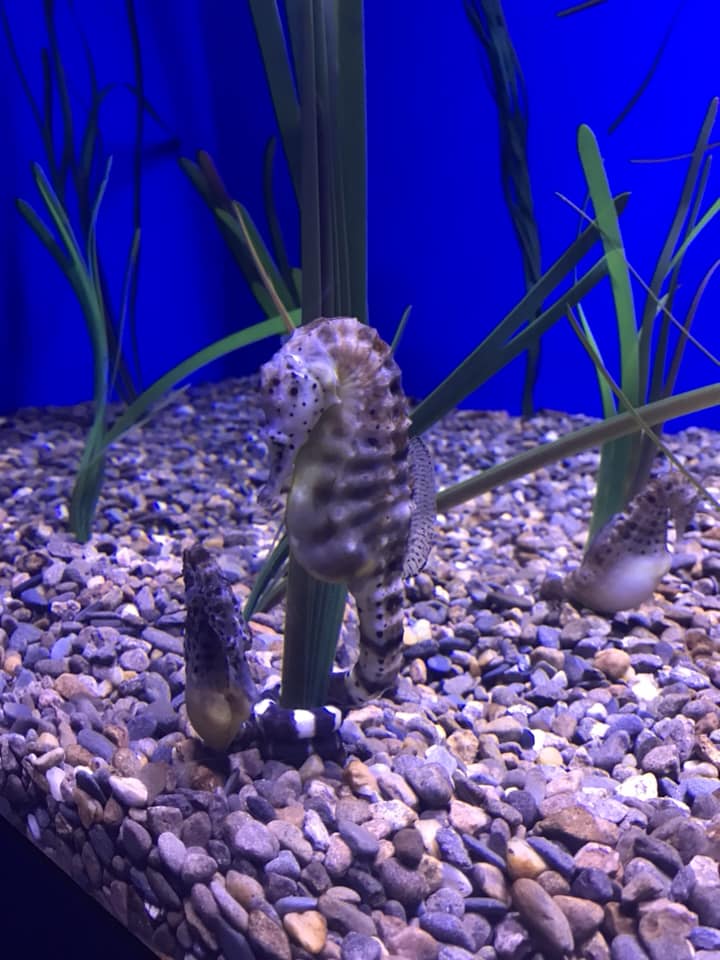 sea horses.jpg