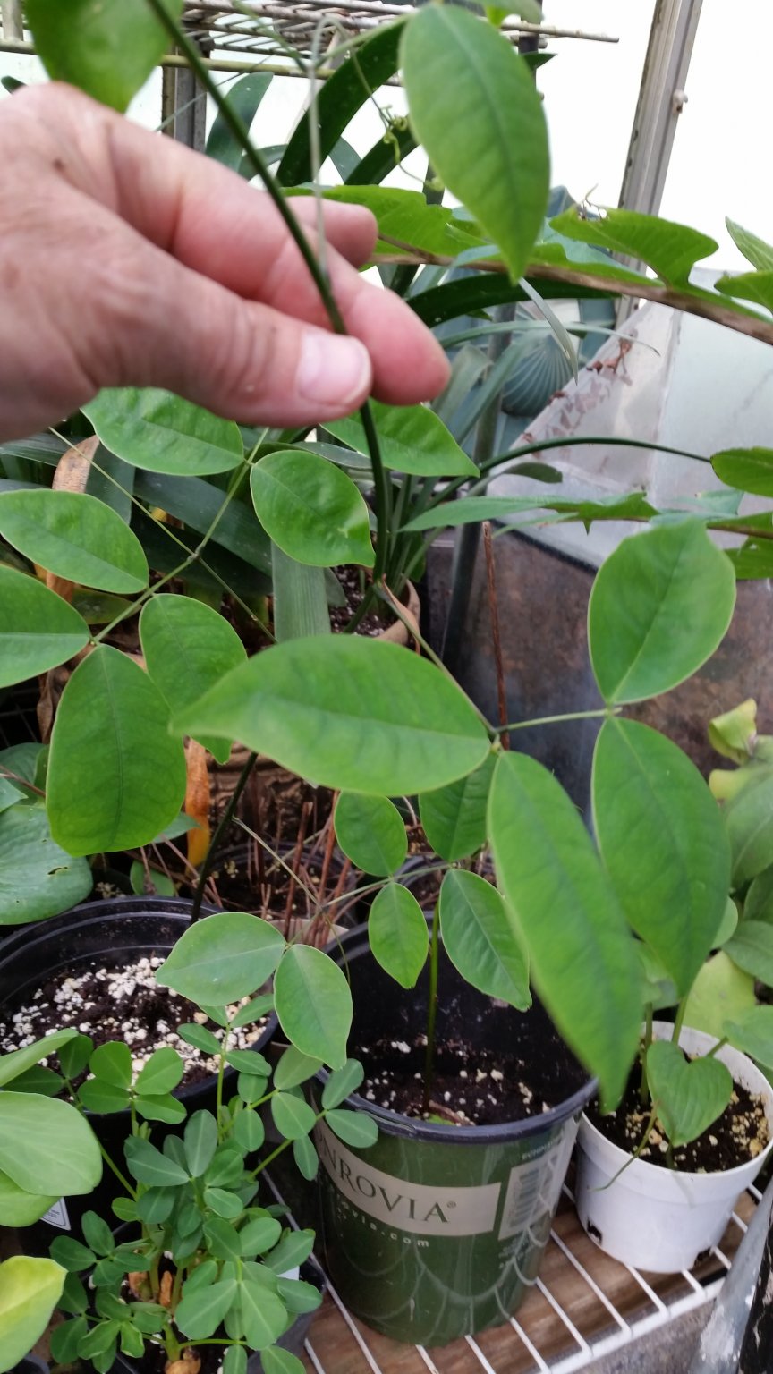 seed pods111.jpg