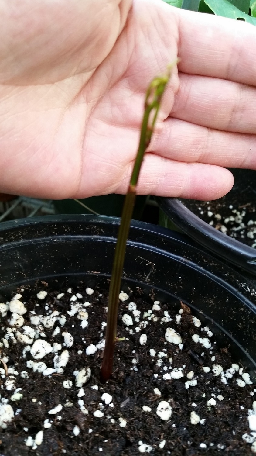 seed pods9aa.jpg