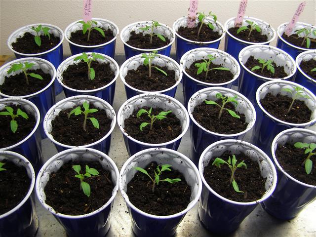 seed starting 001 (Small).JPG