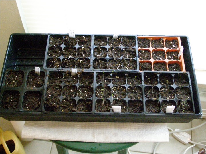 Seedlings.JPG