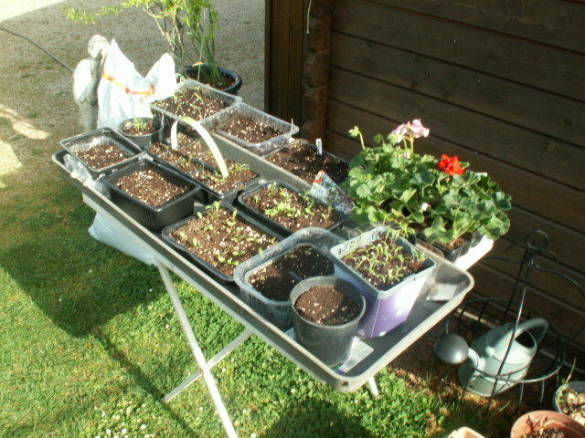 seeds 1.JPG