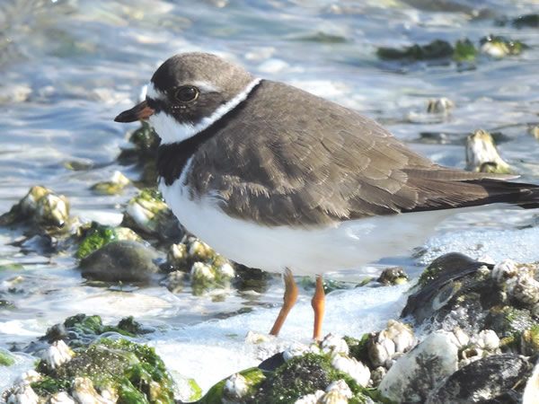 Semipalmated Plover.jpg