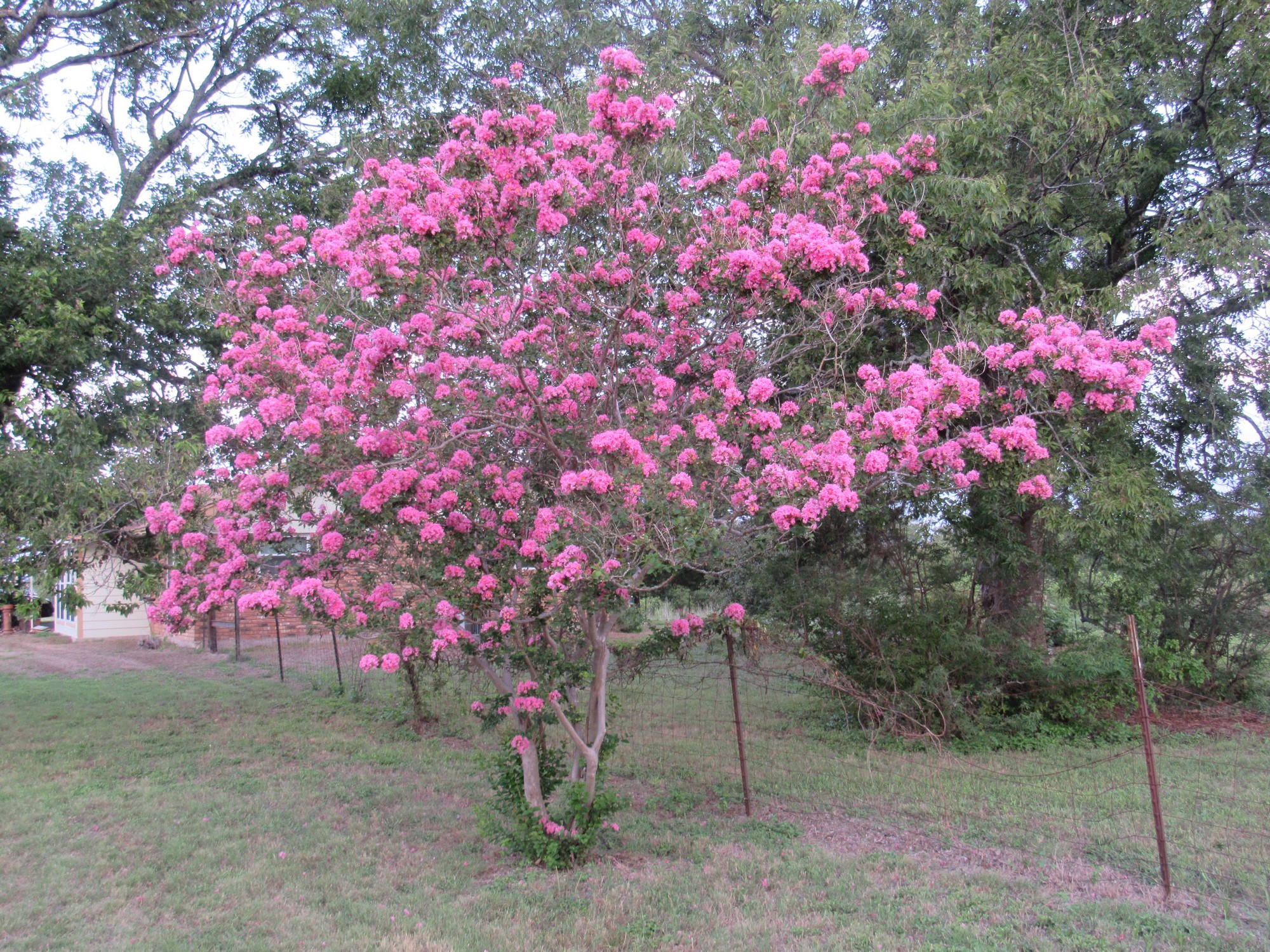 Sept. crepe myrtle.jpg