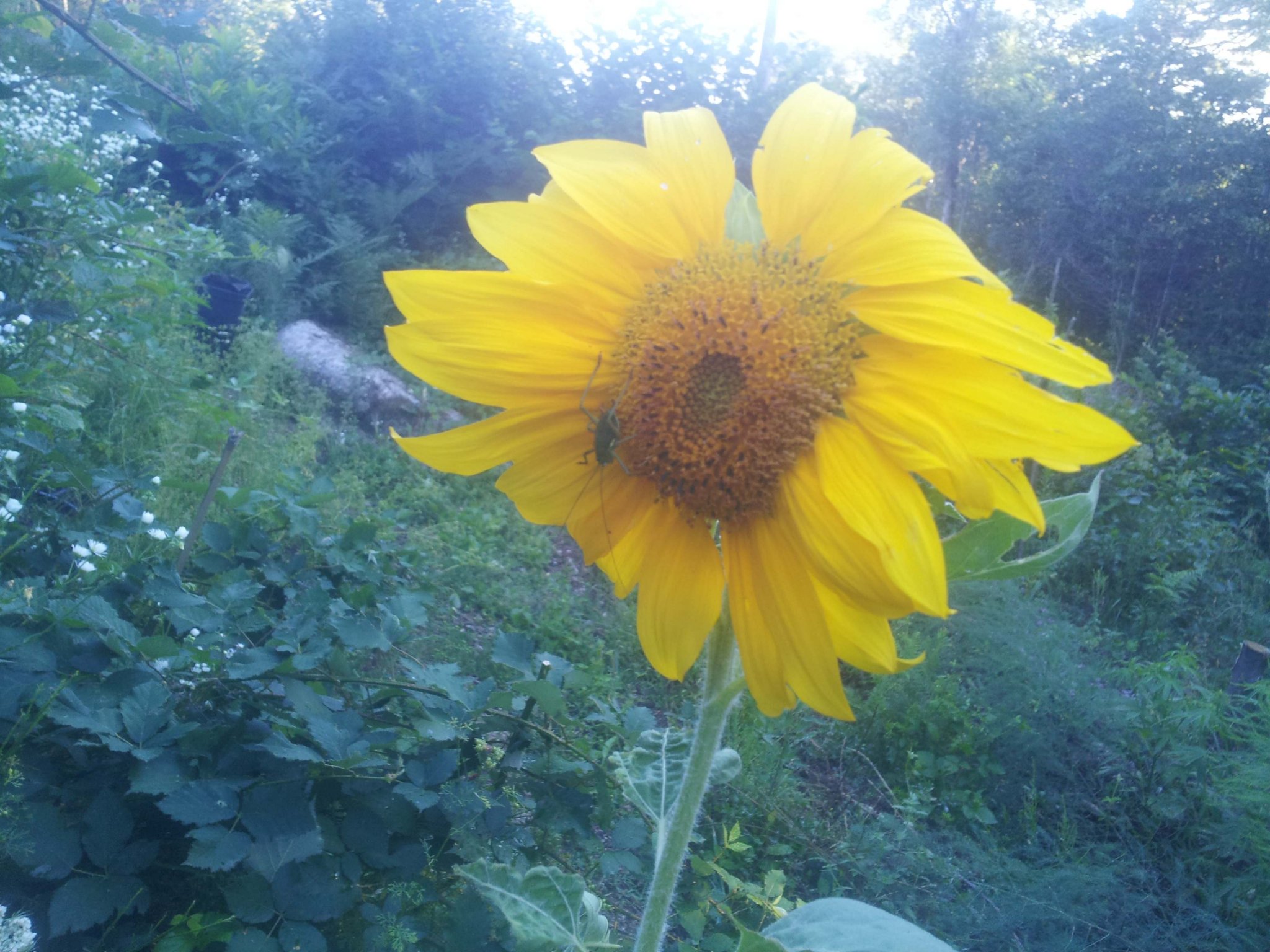sflower.jpg