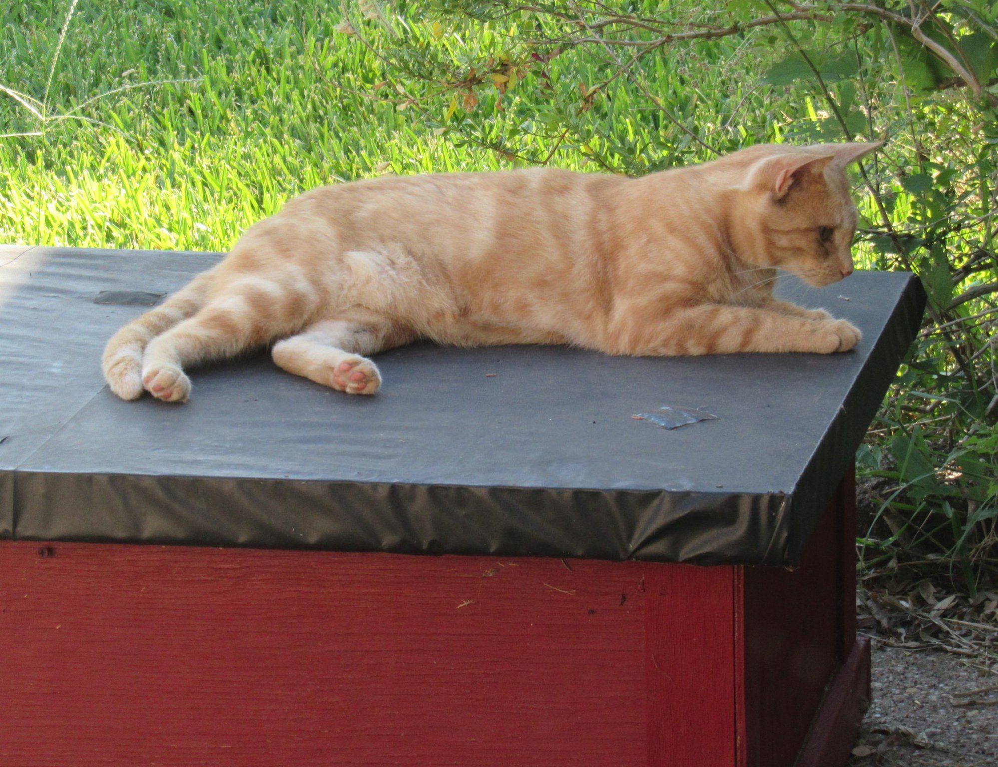 Shelter roof Timi.jpg