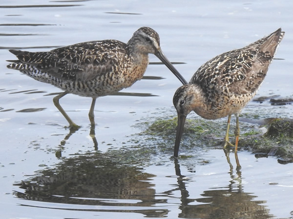 short billed dowitcher.jpg