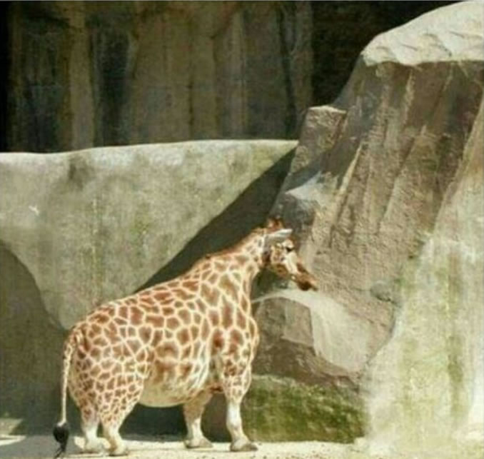 short-giraffe.jpg