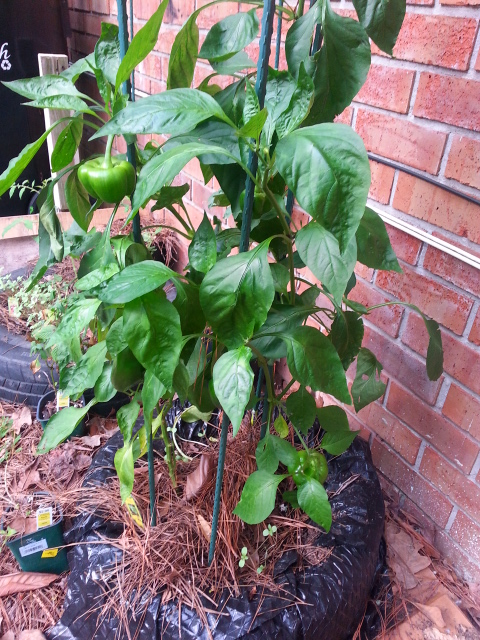 Showin' Out Peppers.png