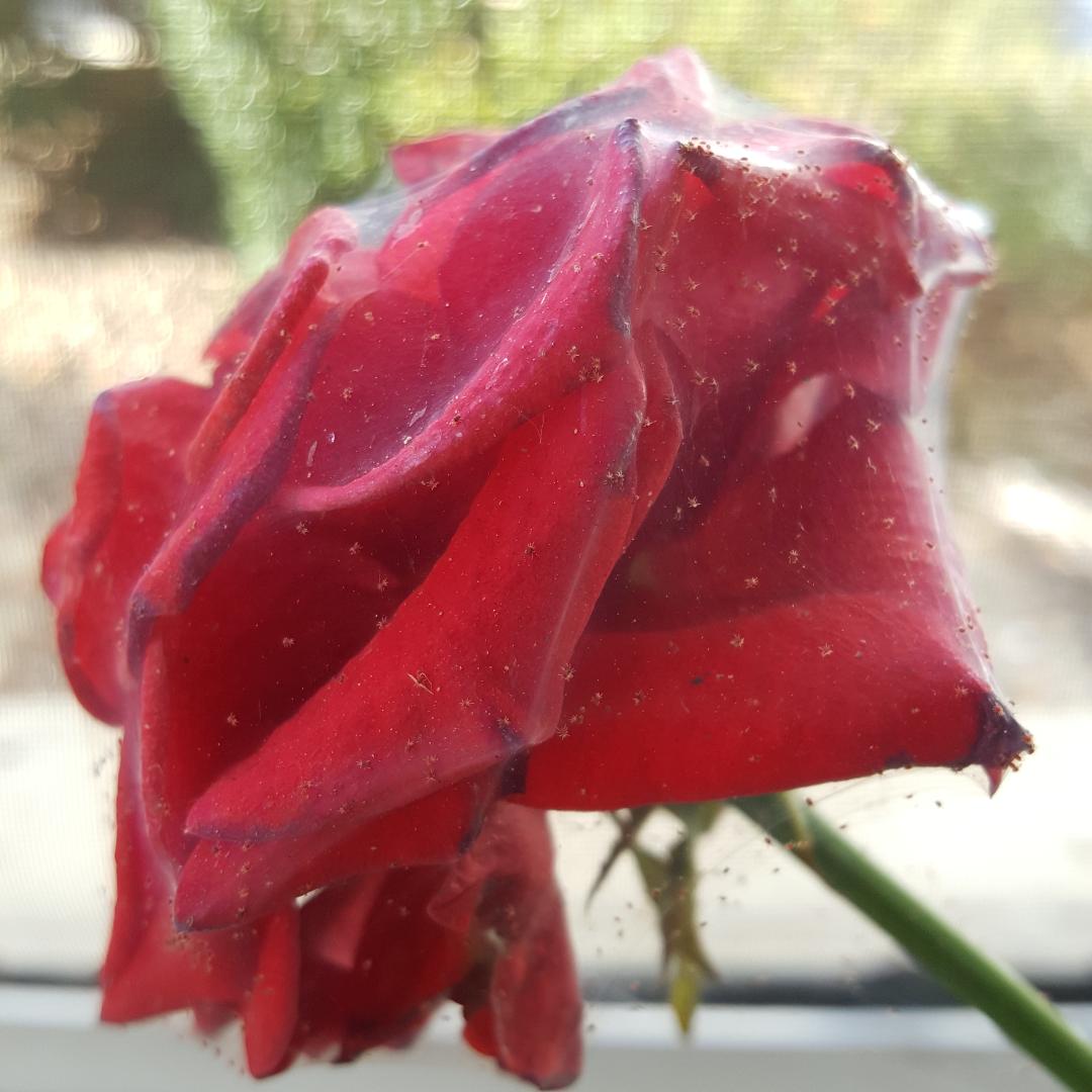 Shrink-wrapped Rose...lol.jpg