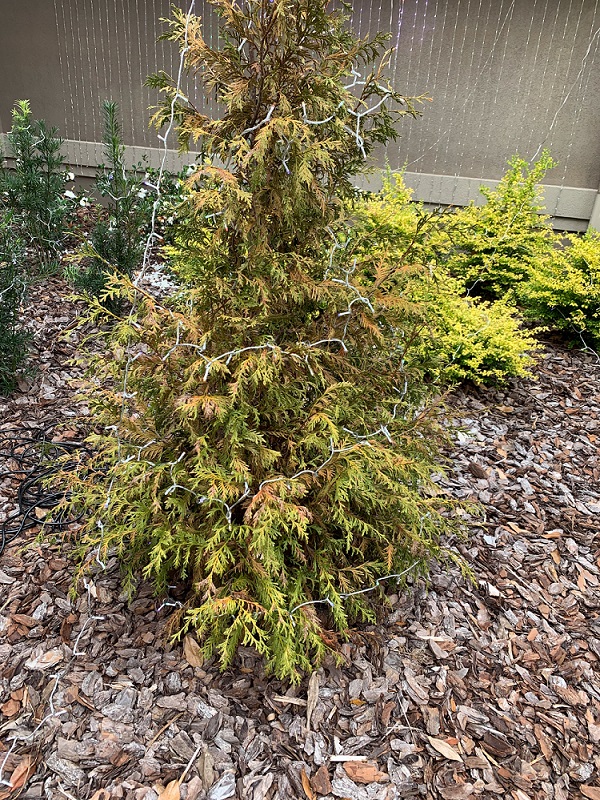 SickThuja1-Smaller.jpg