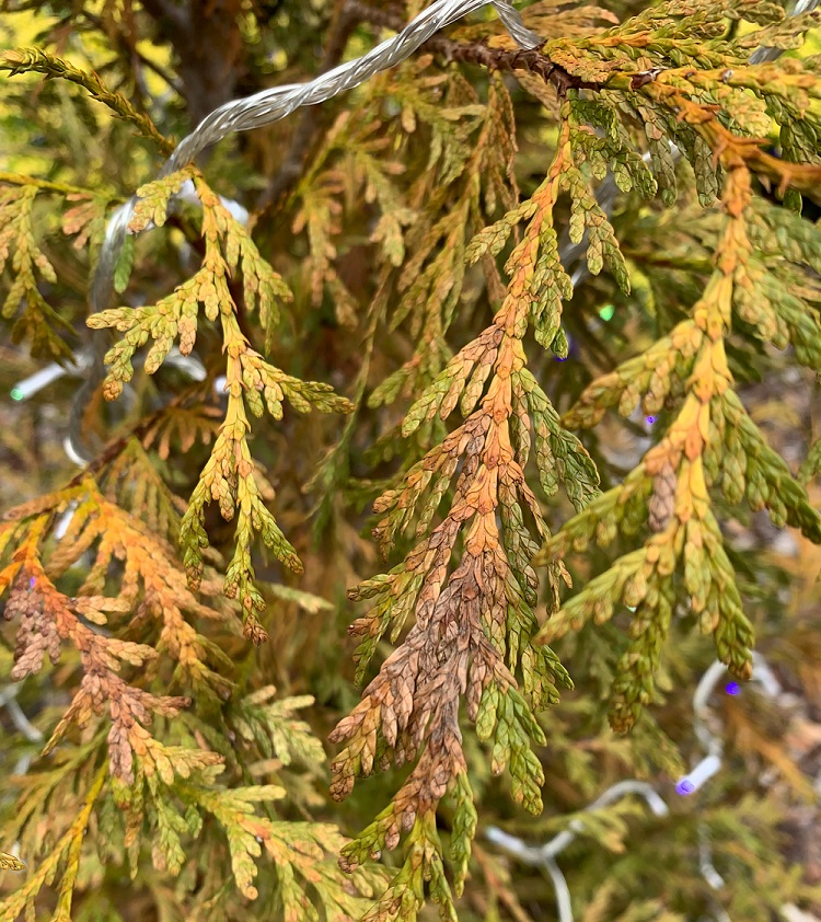 SickThuja2-smaller.jpg