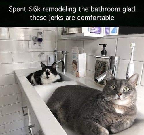 sink cats.jpg