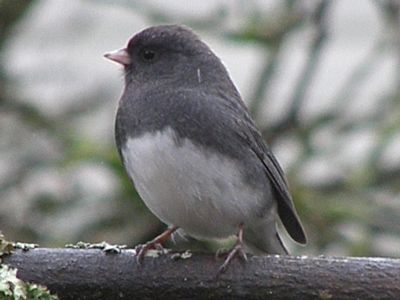 Slate-colored Junco.jpg