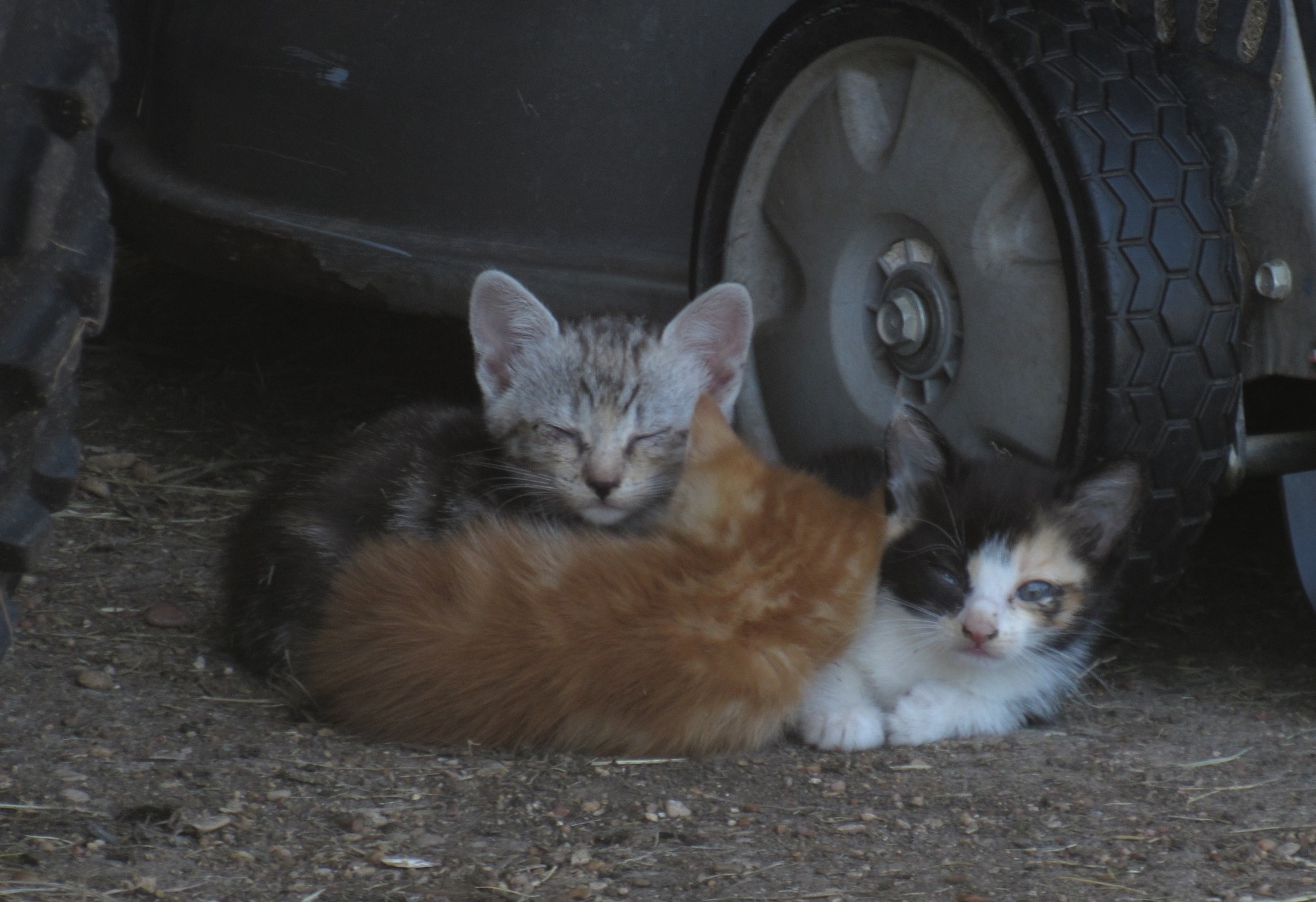 sleepy kittens.jpg