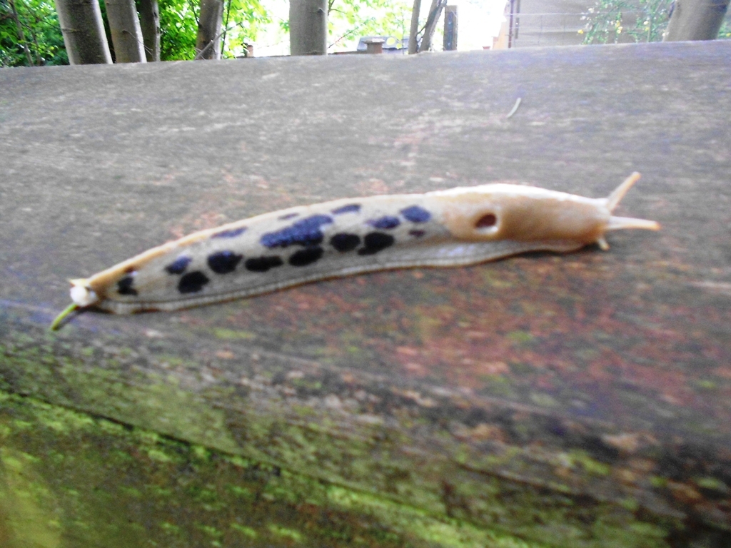 Slug 004.JPG