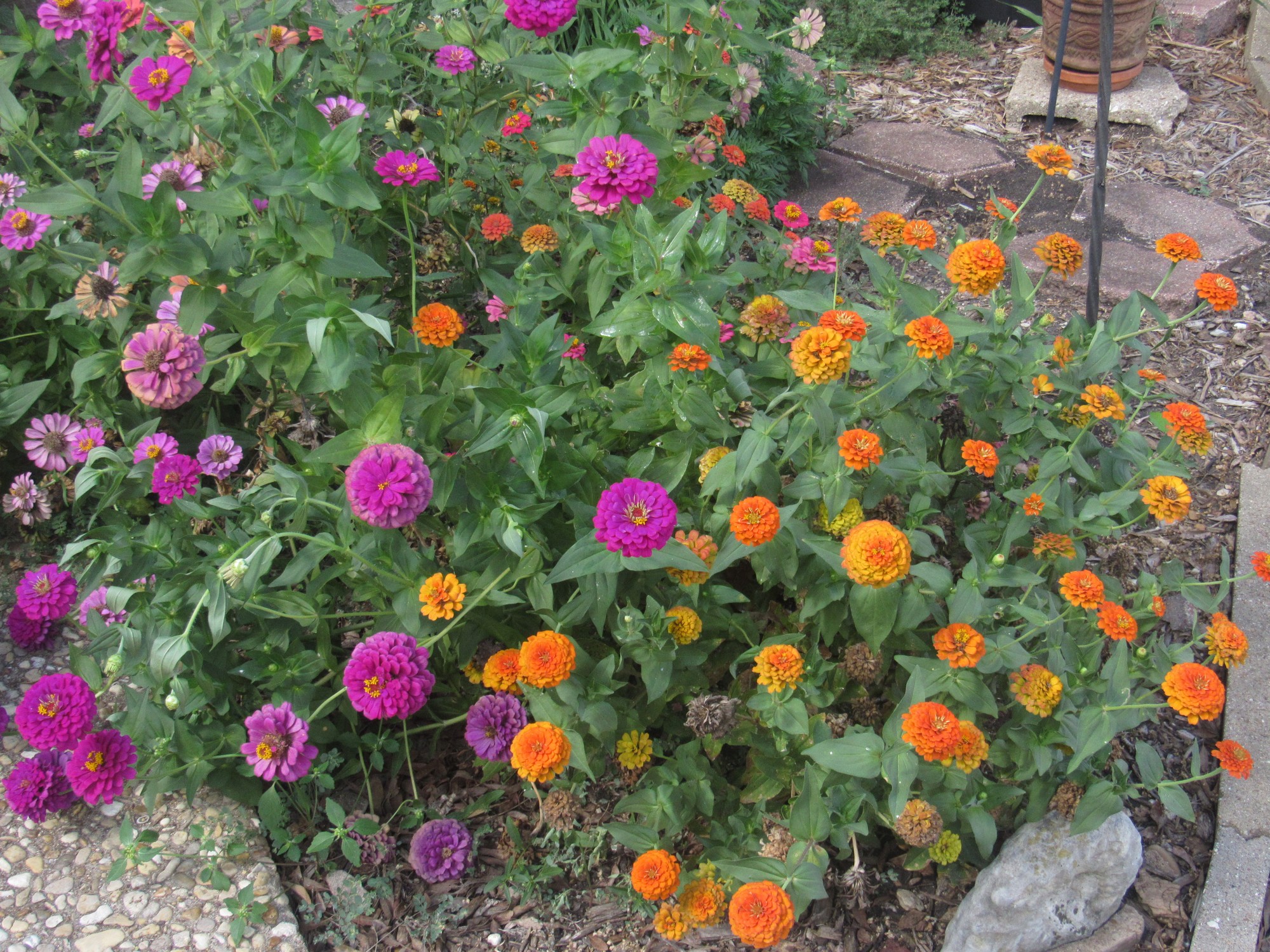 small zinnia bed.jpg