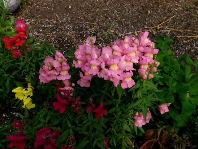 snapdragon.jpg